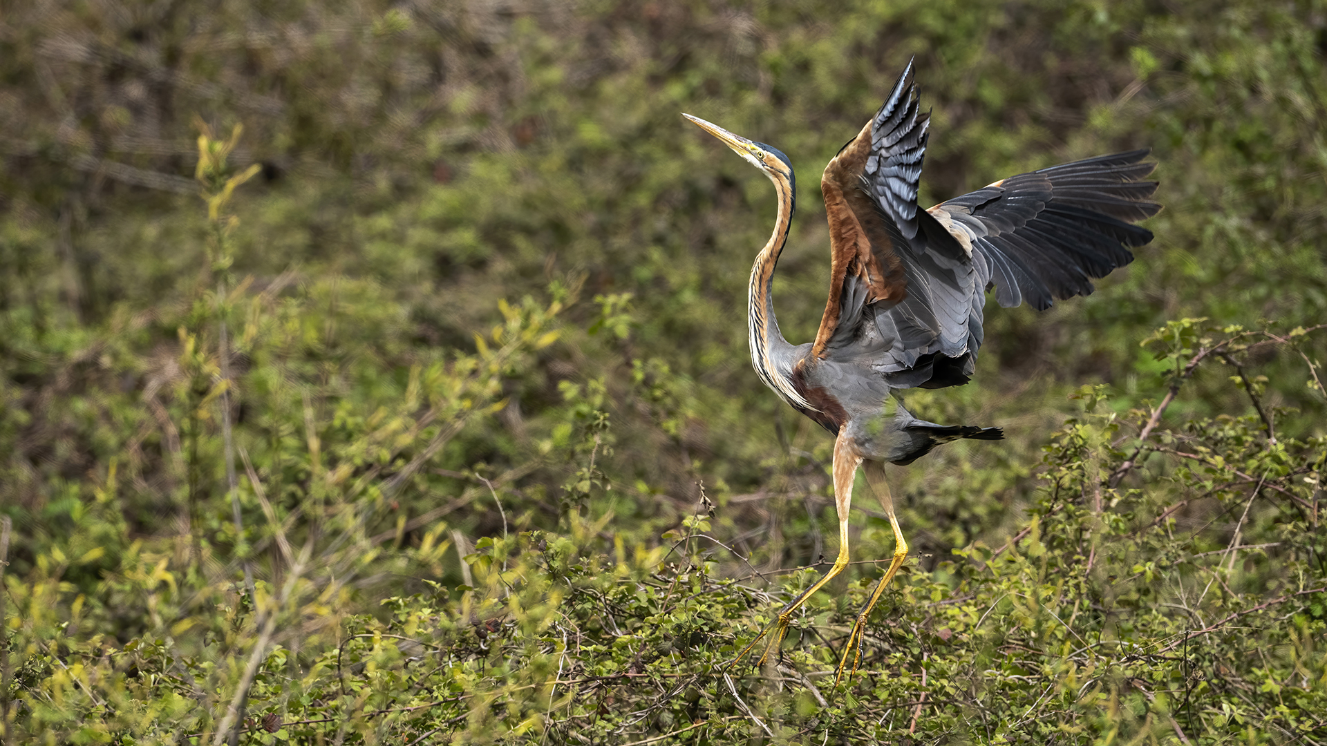 Purple Heron